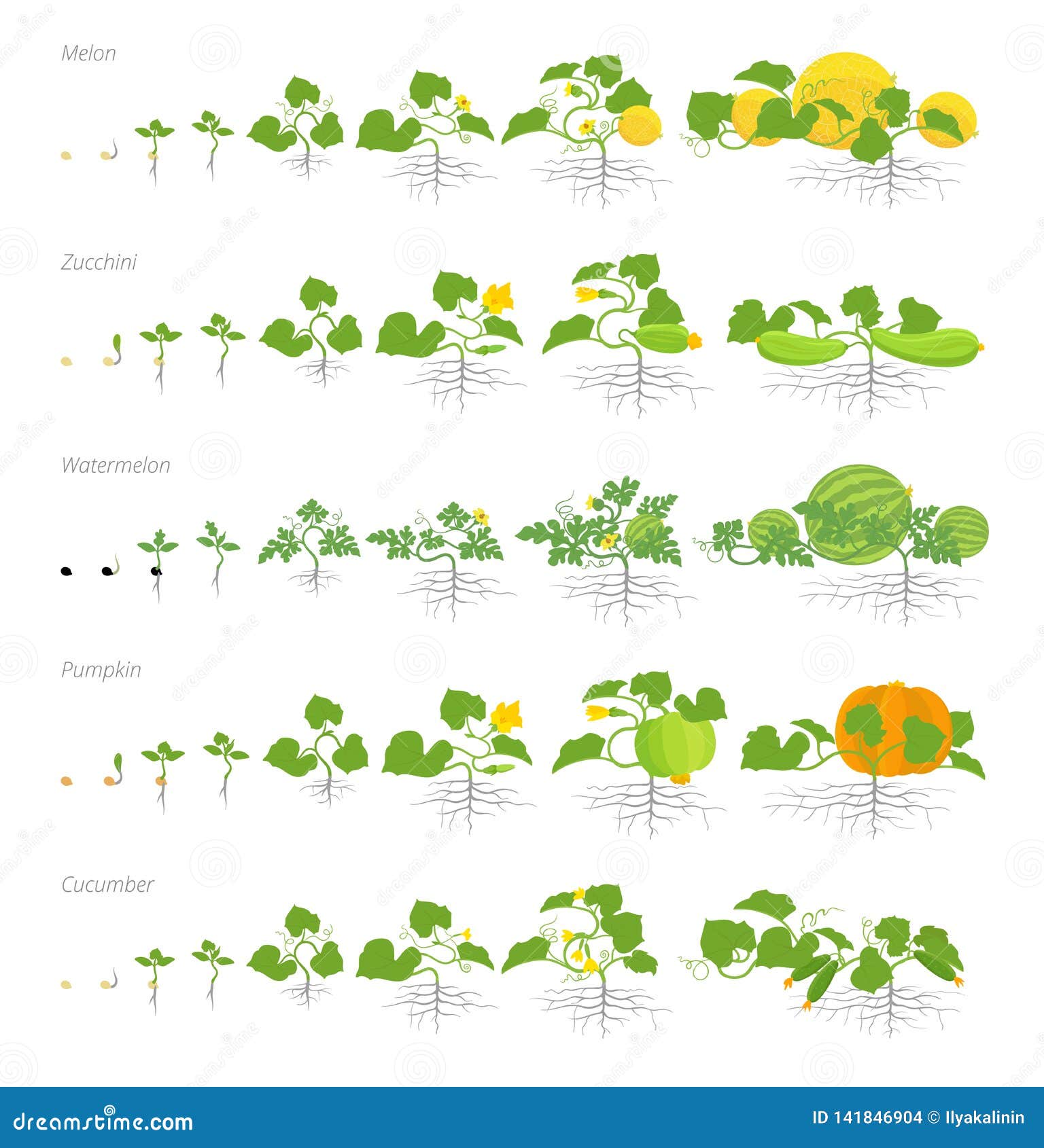 Cucurbit Seeds (Cucumber, Pumpkin, Zucchini, Watermelon, Squash)