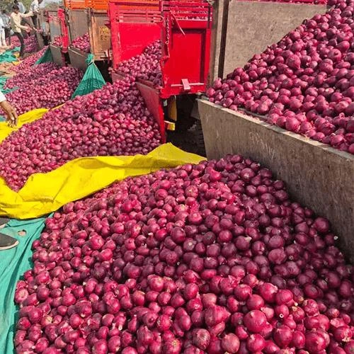 Fresh Red Onions Export-Grade Bulk Supply for Global Wholesale Distribution image 2