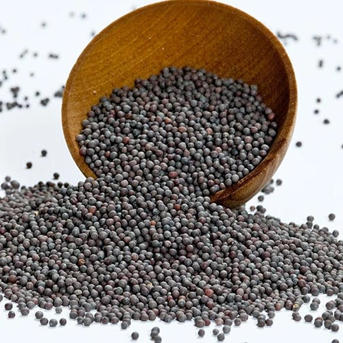 Whole Black Mustard Seeds for Spice Blends, Pickling, and Wholesale Supply image 7