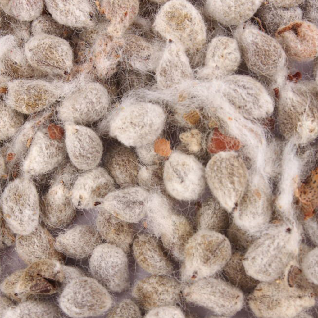 Cotton Seeds