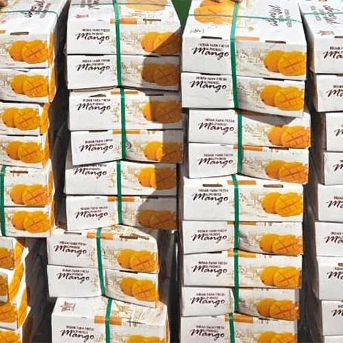 Fresh Export-Quality Mangoes with Protective Packaging Solutions image 4