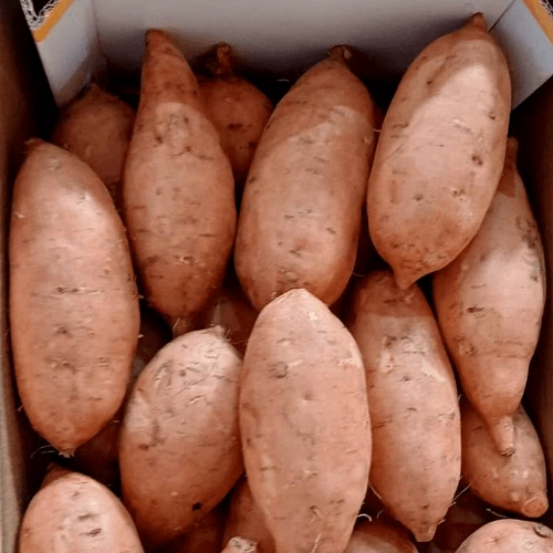Fresh Premium Sweet Potatoes for Retail and Food Processing image 2