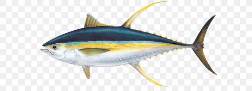 Tuna (Yellowfin, Skipjack, Albacore, Bigeye, Bluefin)