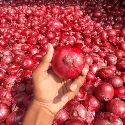 Fresh Red Onions Export-Grade Bulk Supply for Global Wholesale Distribution image 3