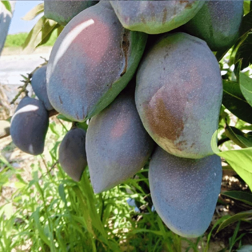 Premium Fresh Green Mangoes for Export and Retail Distribution image 5