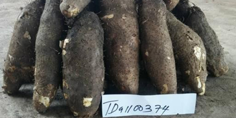Yam