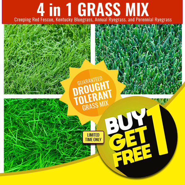 Grass Seeds (Ryegrass, Fescue, Bermuda, Timothy, Orchard)