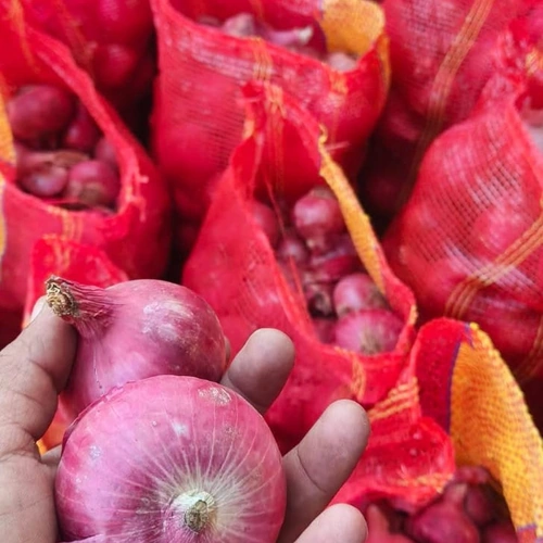 Fresh Red Onions for Wholesale, Retail, Foodservice, and Processing image 5