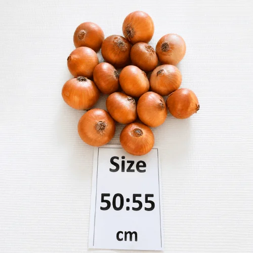 Premium Golden Onions for Wholesale and Export Distribution image 2