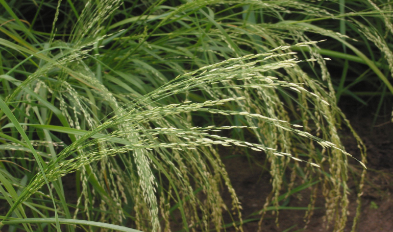 Teff Seeds