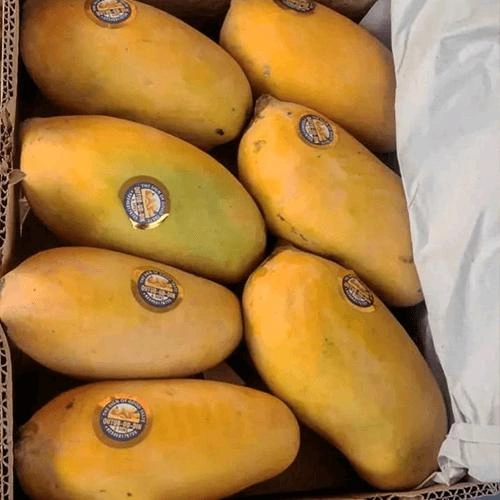 Fresh Chaunsa Mangoes: Premium Export-Grade Golden Mangoes for Wholesale Distribution image 2