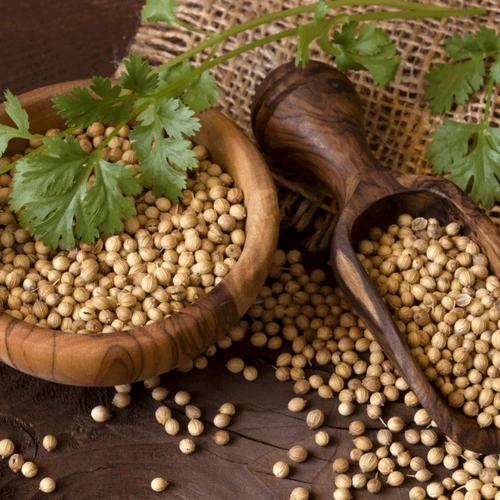 Whole Coriander Seeds for Spice Blends, Grinding, and Wholesale Supply image 6