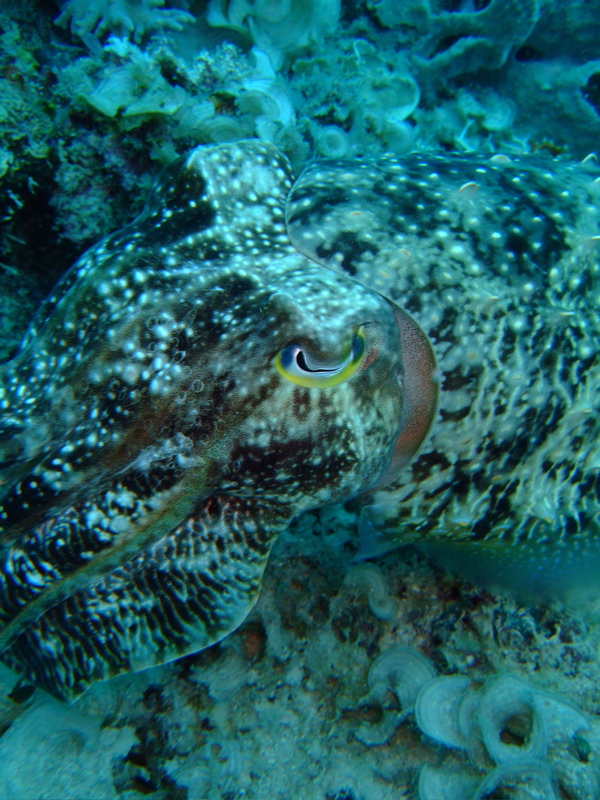 Cuttlefish