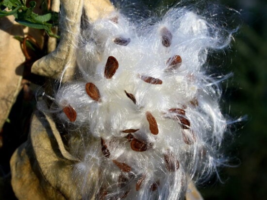Aromatic Short-Grain Rice Seeds