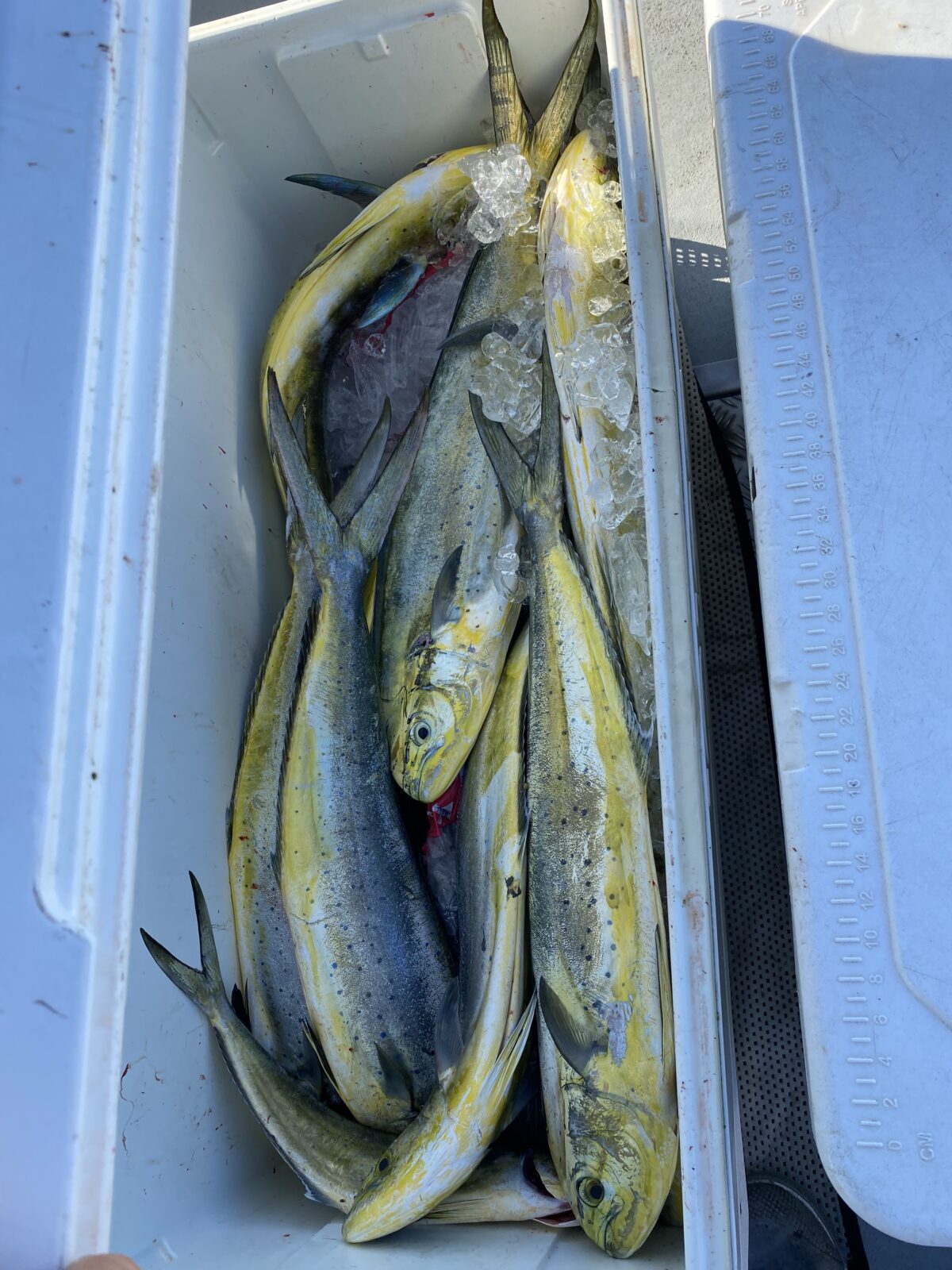 Other Marine Fish (Mahi-Mahi, Swordfish, Monkfish, Pomfret, John Dory)