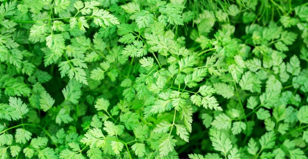 Chervil