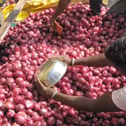 Fresh Red Onions for Wholesale, Retail, Foodservice, and Processing image 3