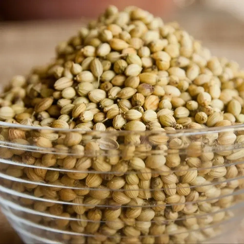 Whole Coriander Seeds for Spice Blends, Grinding, and Wholesale Supply image 10