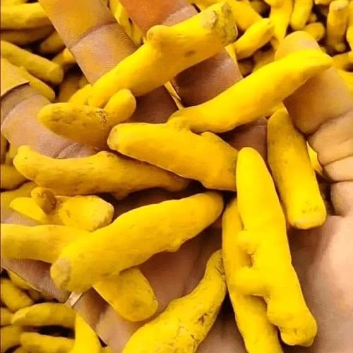 Premium Whole Dried Turmeric Finger with High Natural Curcumin Content image 3