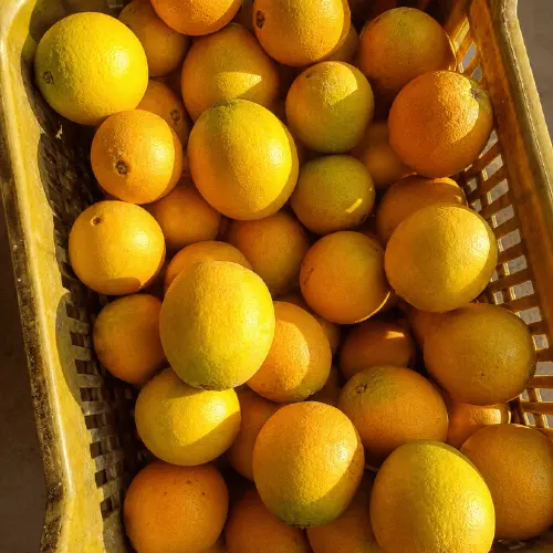 Fresh Premium Oranges for Retail, Wholesale and Export Markets image 4
