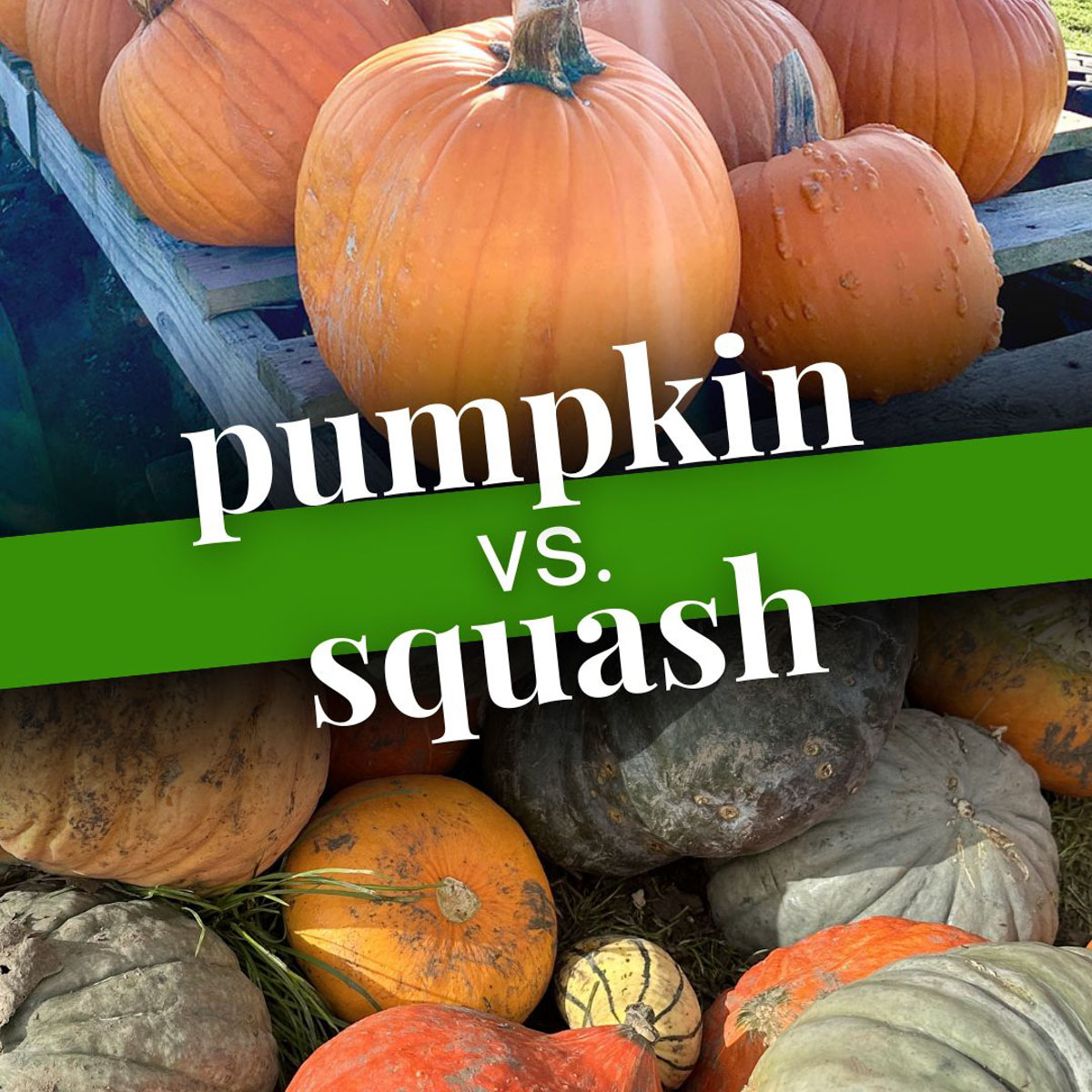 Pumpkin & Squash
