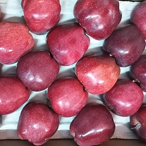 Fresh Red Delicious Apples Premium Export Grade for Wholesale Distribution