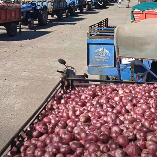 Fresh Red Onions for Wholesale, Retail, Foodservice, and Processing image 4