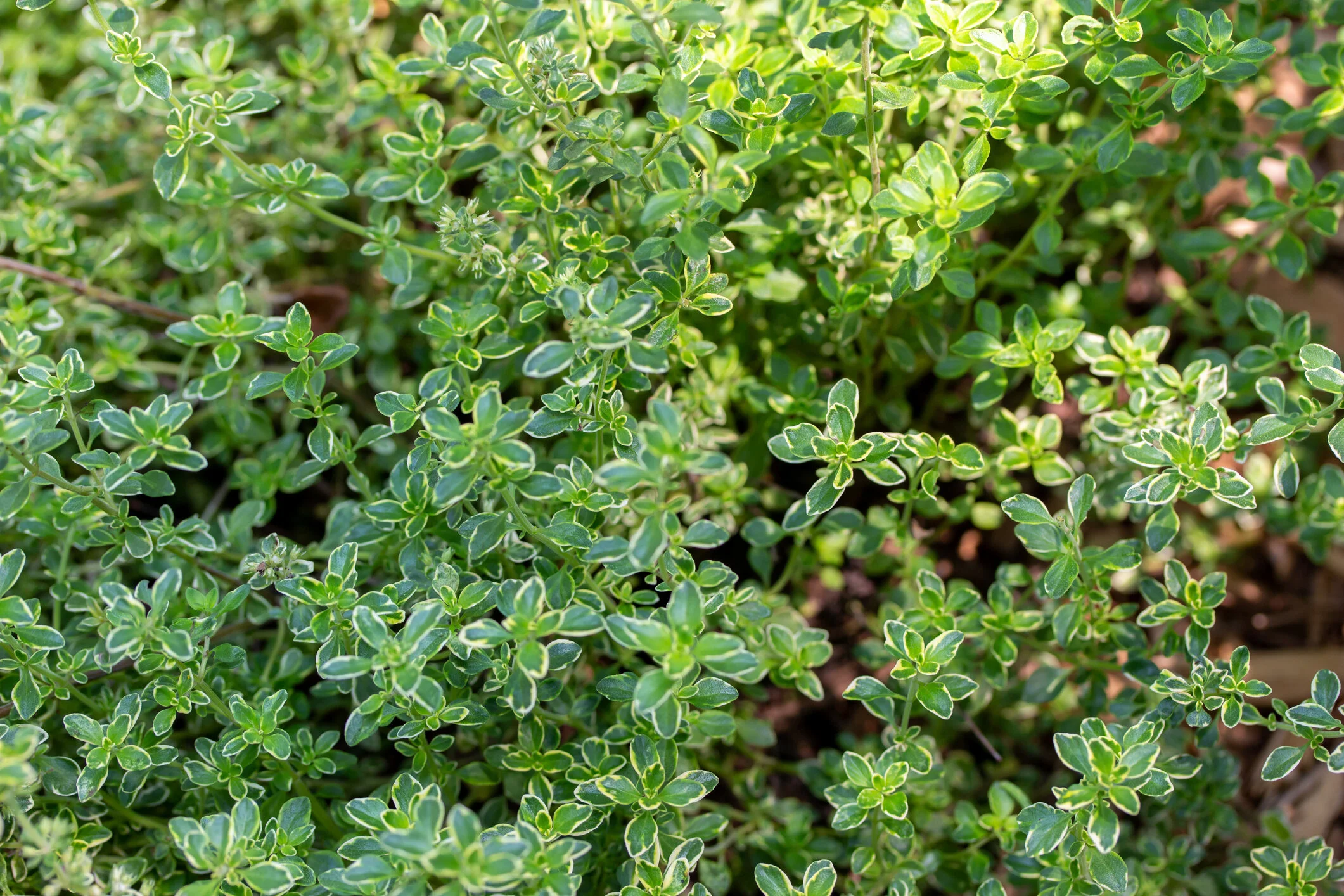 Thyme (Common, Lemon)