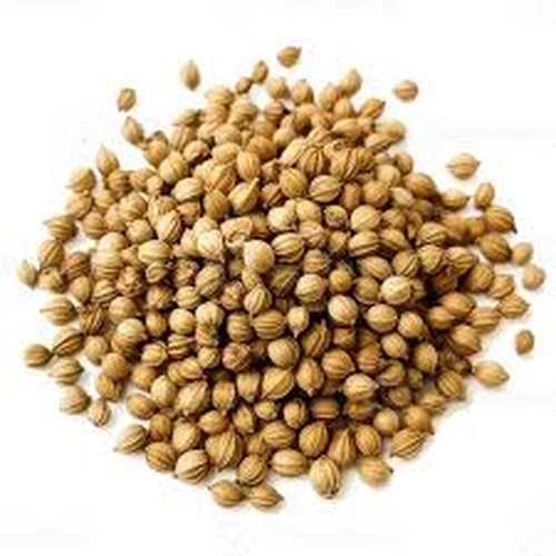 Whole Coriander Seeds for Spice Blends, Grinding, and Wholesale Supply image 9