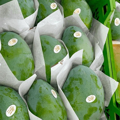 Premium Fresh Green Mangoes for Export and Retail Distribution image 4