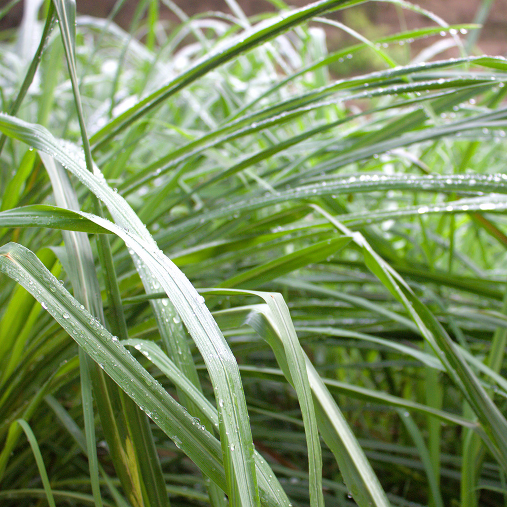 Lemongrass