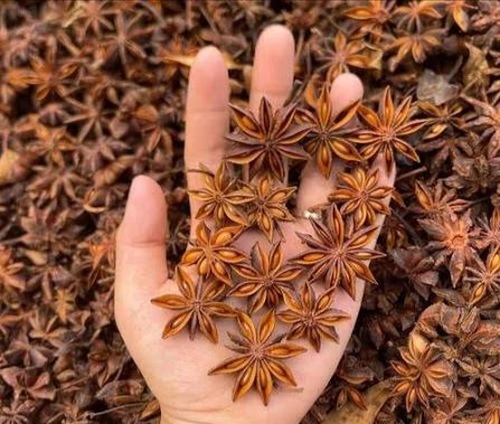 Premium Whole Dried Star Anise for Food Manufacturing and Spice Blending