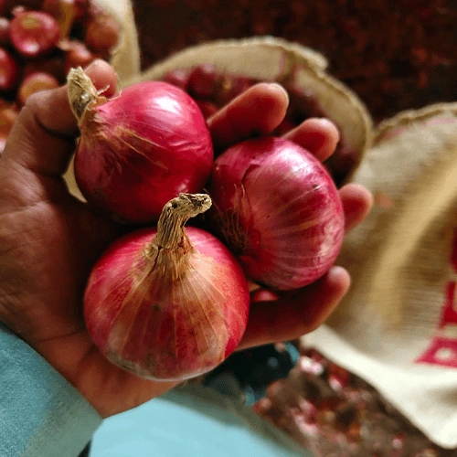 Fresh Red Shallots for Premium Culinary and Commercial Wholesale Distribution image 2