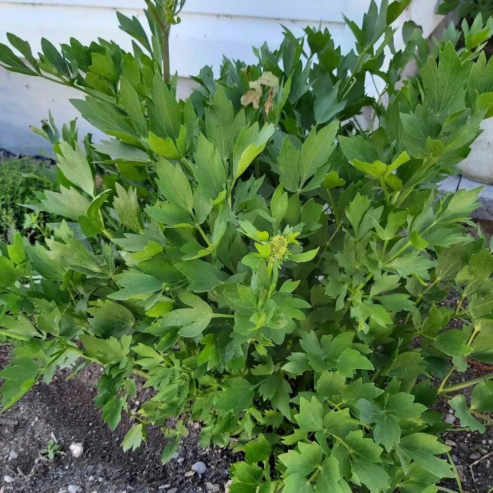 Lovage