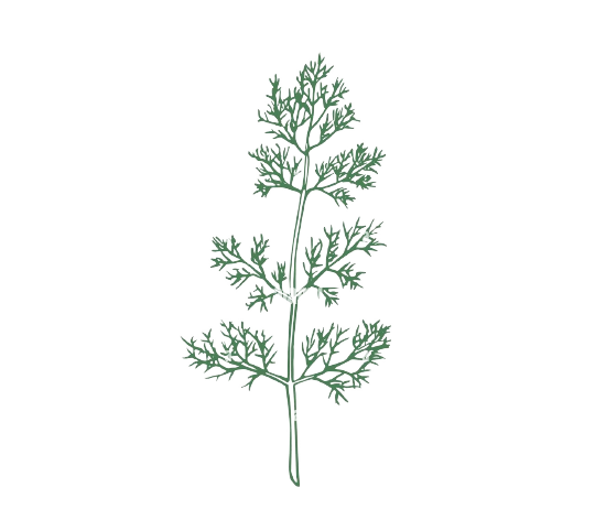 Dill (Weed, Seeds)