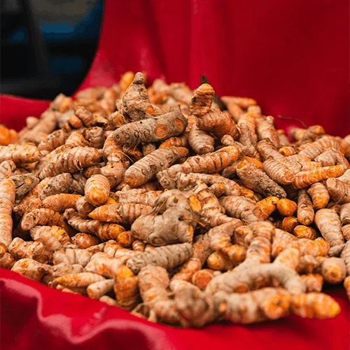 Premium Raw Turmeric Rhizomes for Food Processing and Spice Extraction image 2
