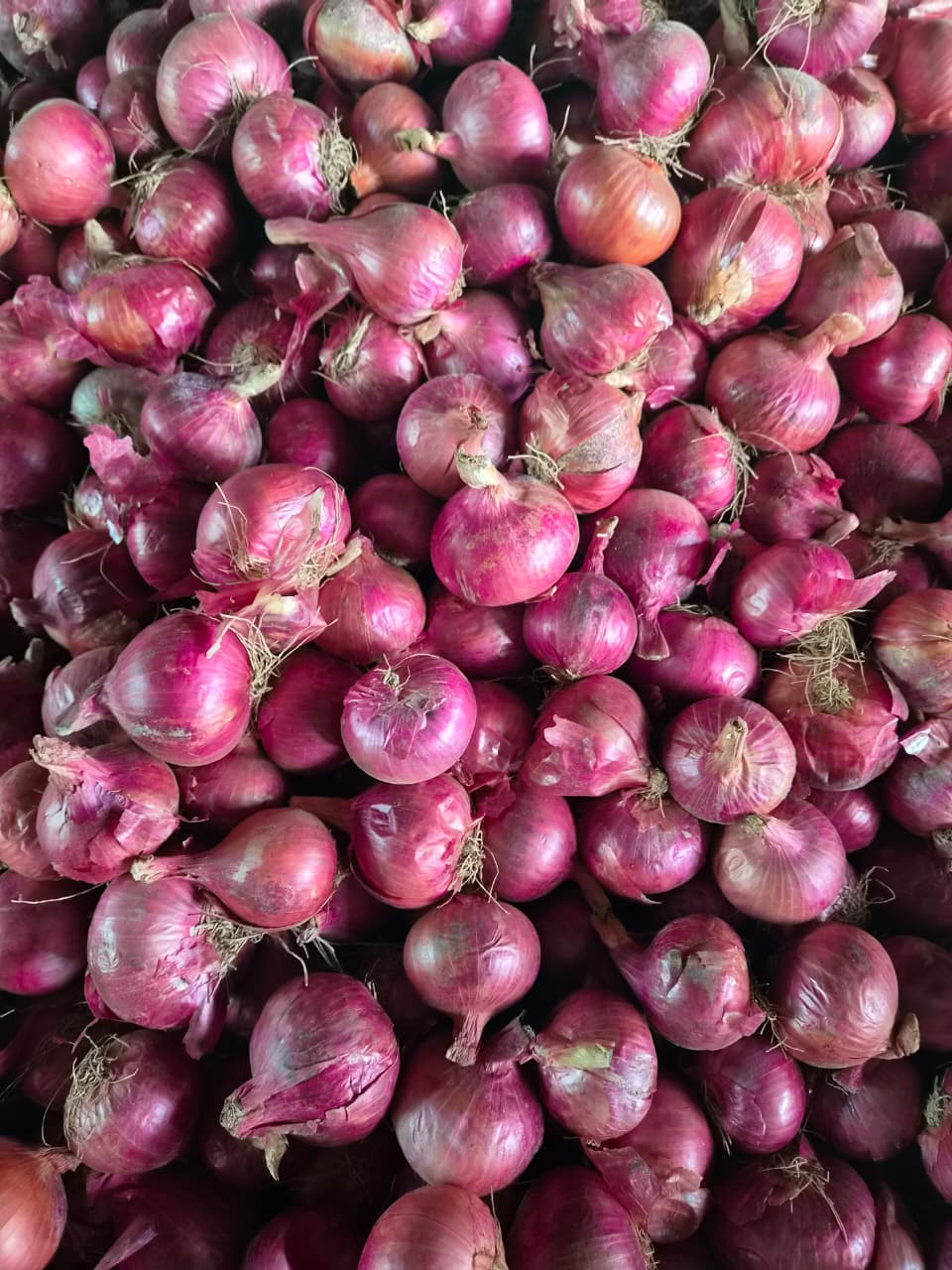 Shriram onion trading company